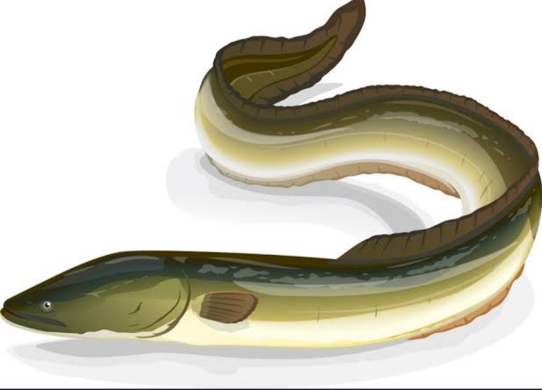 Electric eels fish  Enthralling mystery behind electric eel fish